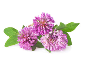 Todd's Seeds red clover garden growth demonstrates quick establishment.