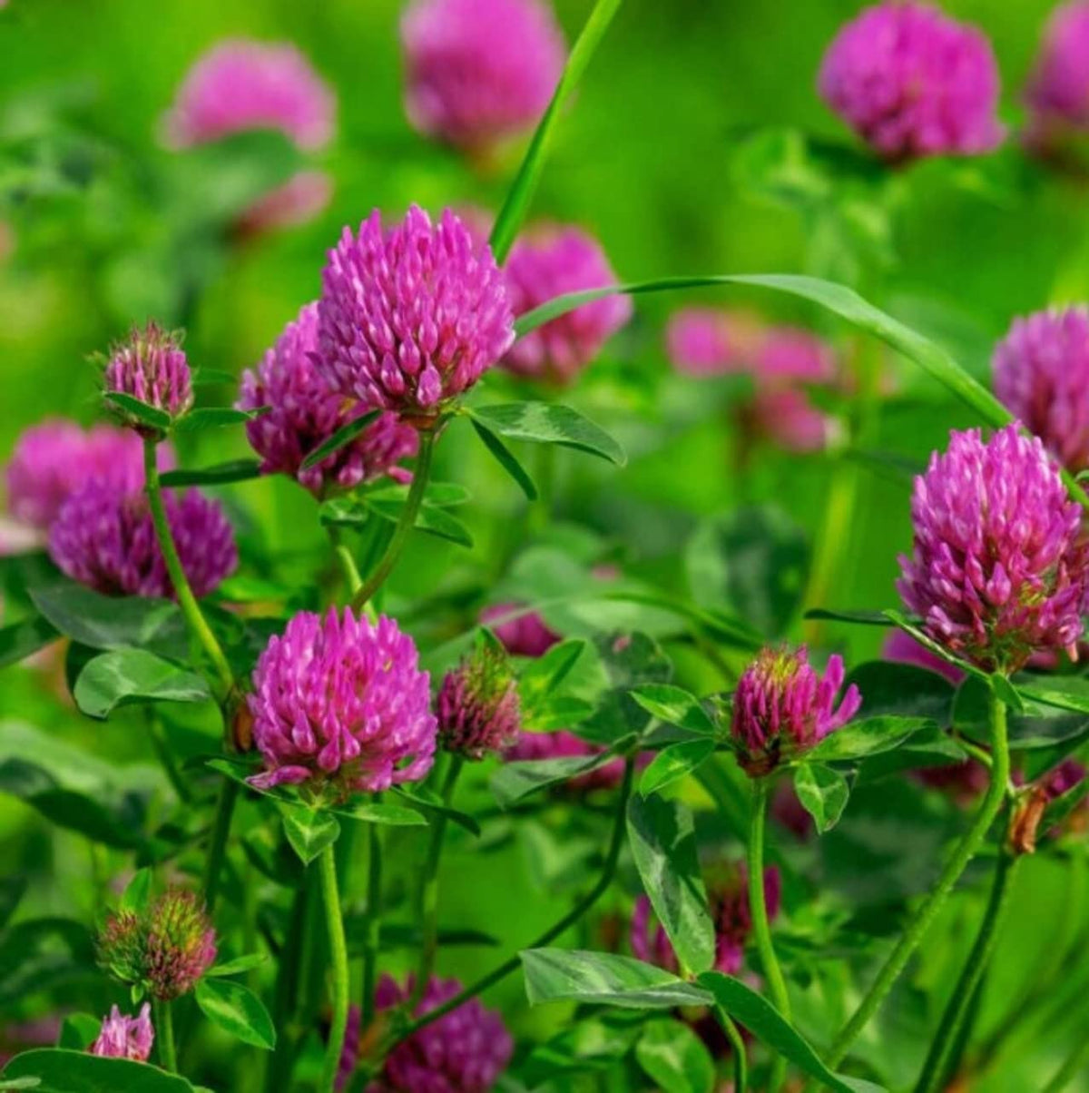 Todd's Seeds red clover flower heads ready for culinary use.