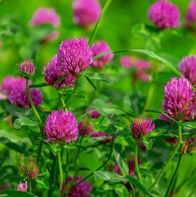 Todd's Seeds red clover flower heads ready for culinary use.