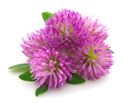 Todd's Seeds red clover seeds packaging showcases high germination and quality.