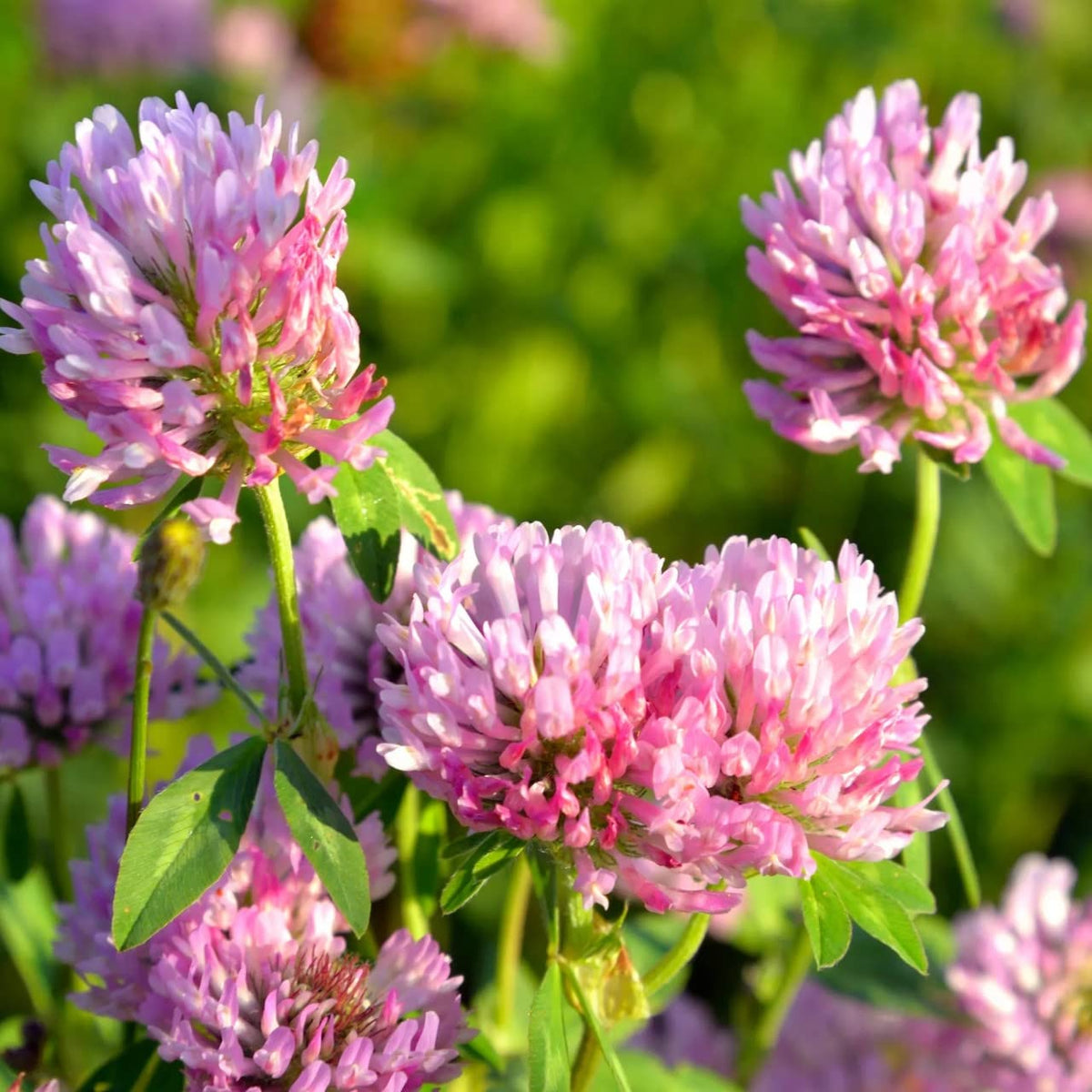 Todd's Seeds red clover roots showing nutrient-rich growth and soil health.