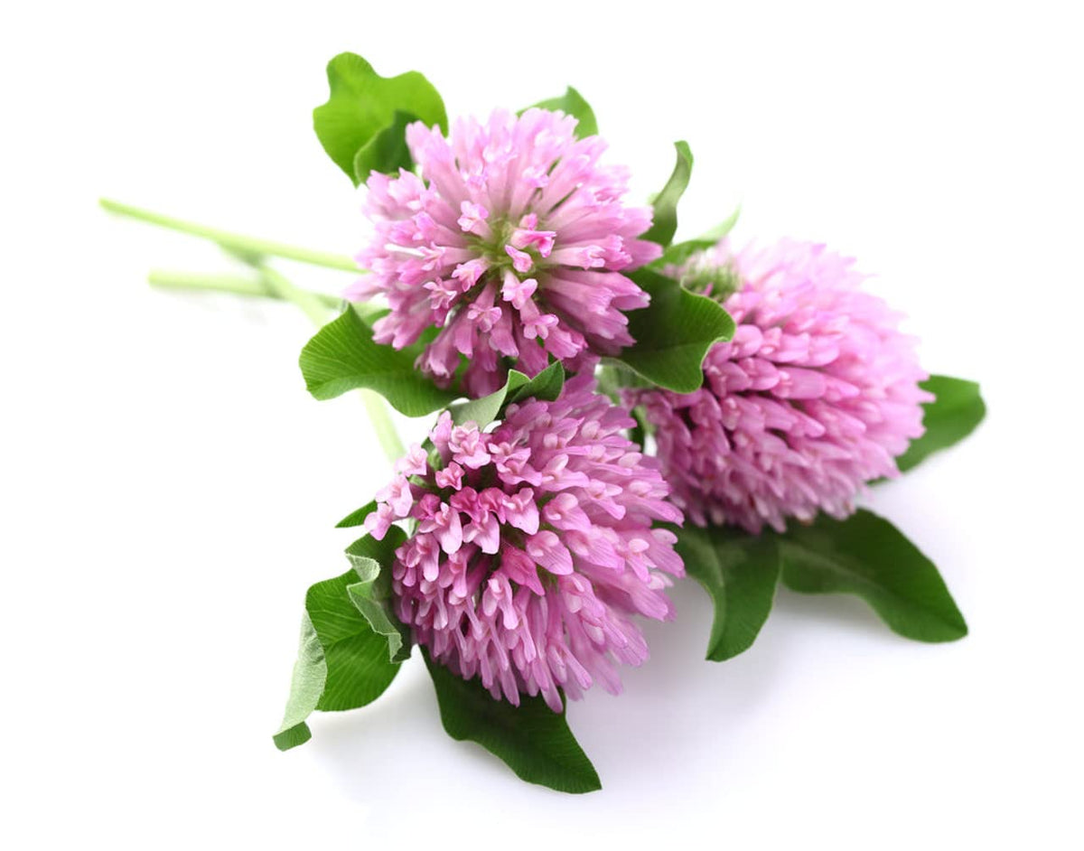 Todd's Seeds red clover sprouting action shows easy at-home sprouts.