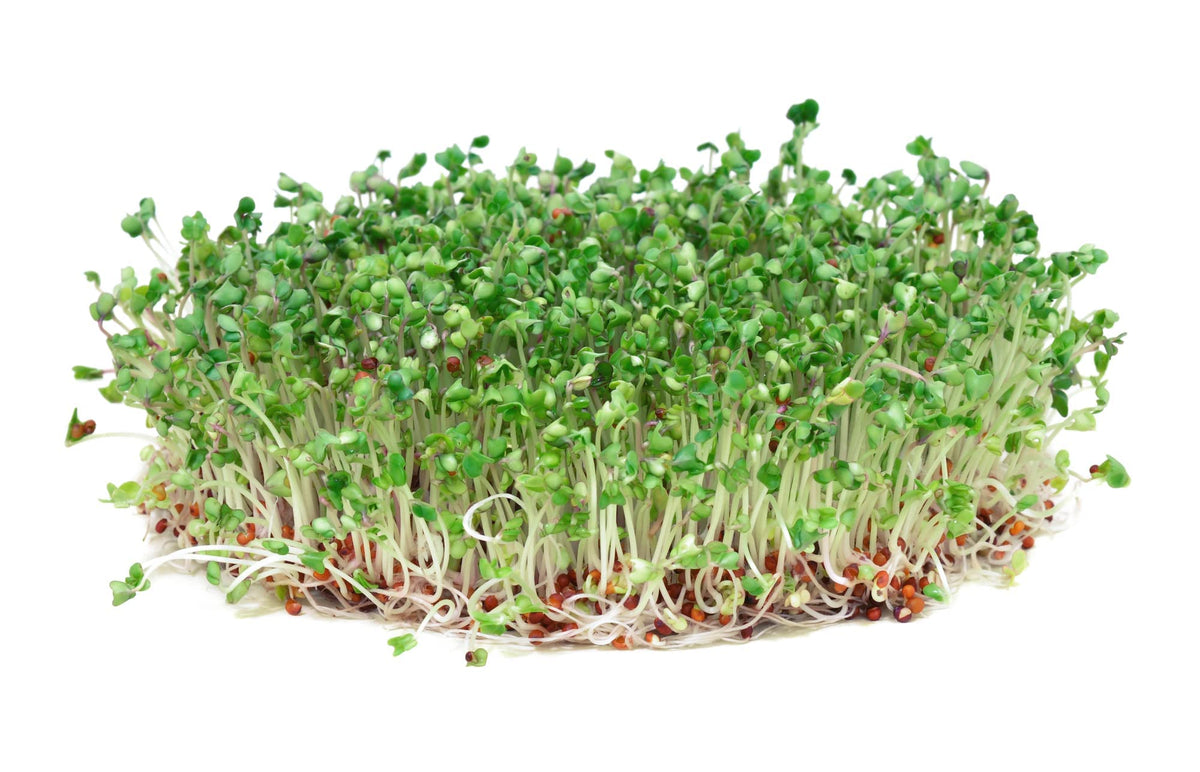 Todd's Seeds Calabrese seeds grown in the USA for quality sprouting.