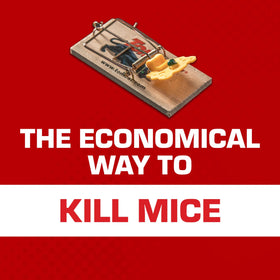 Tomcat wooden mouse trap in use demonstrates simple setup and readiness.