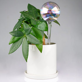 Tomorotec rainbow glass spike enhances pots with decorative irrigation