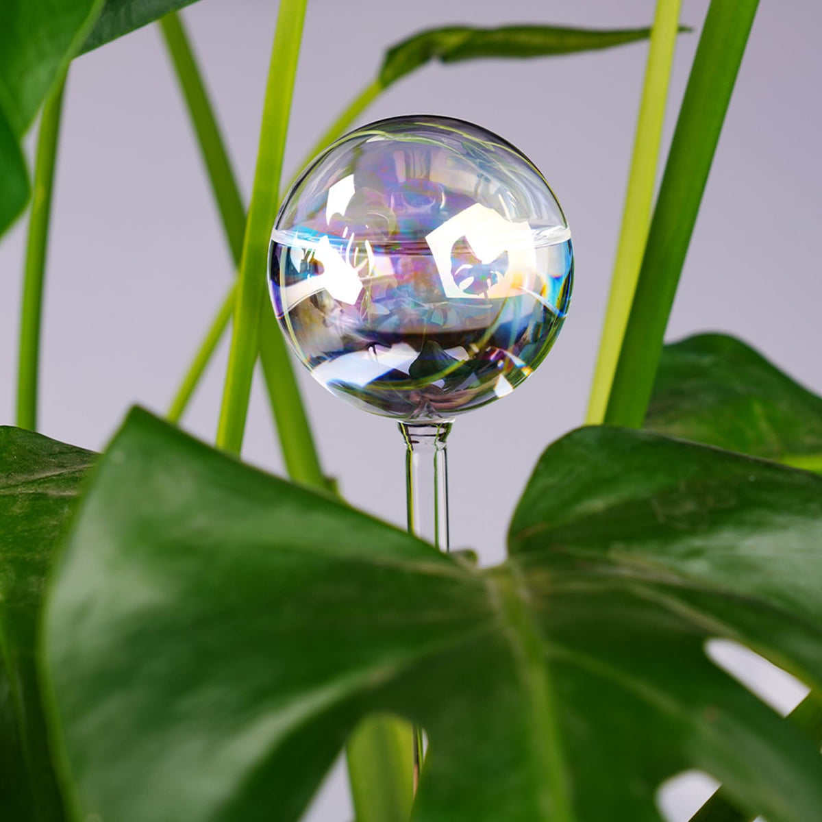 Tomorotec glass plant waterer bulb visible through soil for monitoring.