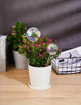 Tomorotec rainbow-plated glass waterer small ideal for compact pots