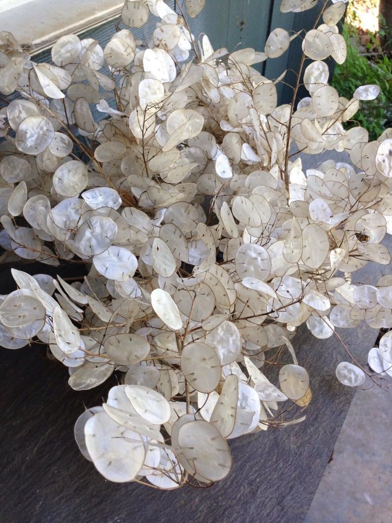 TomorrowSeeds Dried flower material provides long-lasting accents for crafts and arrangements.