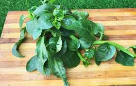 TomorrowSeeds Giant Malabar Spinach tender leaves, perfect for sautés