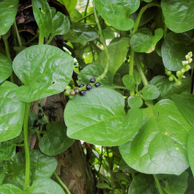 TomorrowSeeds Giant Malabar Spinach leaf close-up for fresh salads