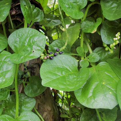 TomorrowSeeds Giant Malabar Spinach leaf close-up for fresh salads