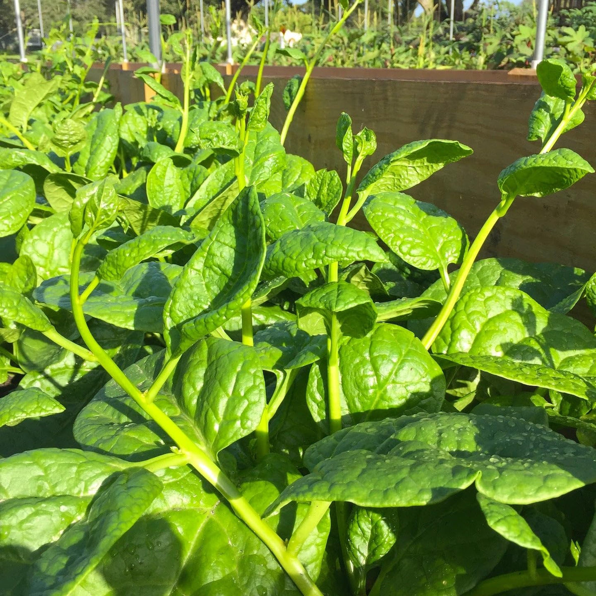 TomorrowSeeds Giant Malabar Spinach harvested greens ideal for stir-fries