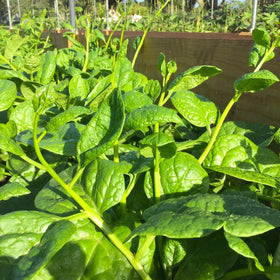 TomorrowSeeds Giant Malabar Spinach harvested greens ideal for stir-fries