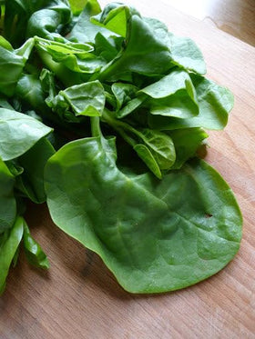 TomorrowSeeds Giant Malabar Spinach leaves on lush vines ready for harvest