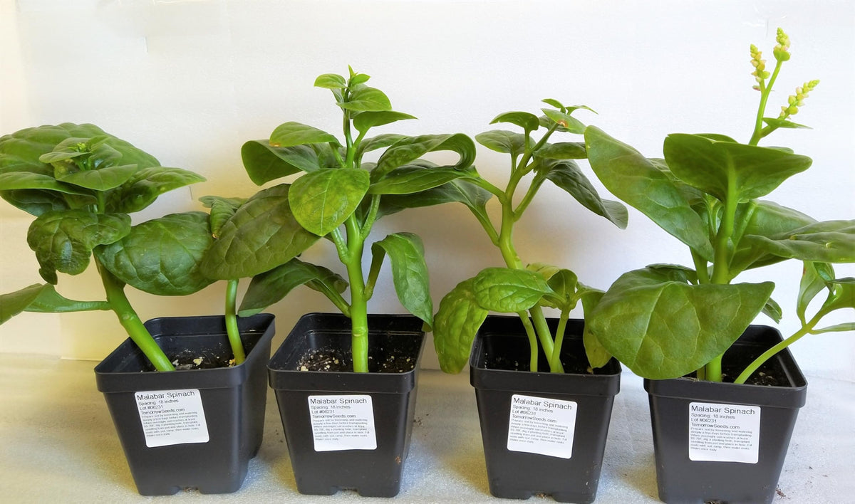 TomorrowSeeds Giant Malabar Spinach vine growth on trellis saves space