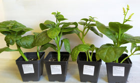 TomorrowSeeds Giant Malabar Spinach vine growth on trellis saves space