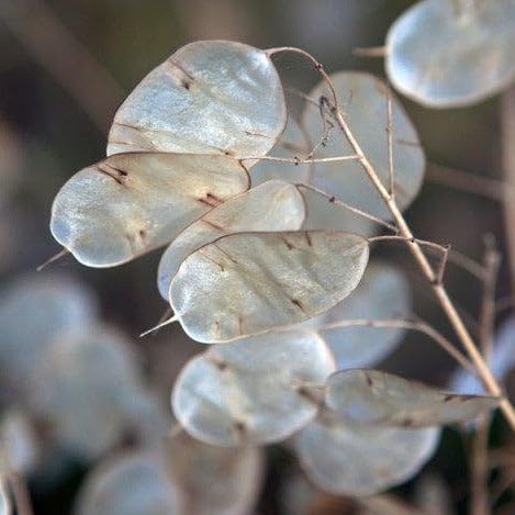 TomorrowSeeds Money Plant seed pod close-up, showcasing silver coins ideal for dried arrangements and crafts.