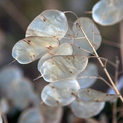 TomorrowSeeds Money Plant seed pod close-up, showcasing silver coins ideal for dried arrangements and crafts.
