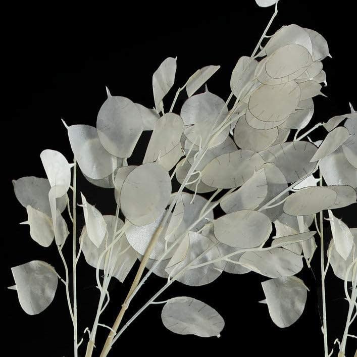 TomorrowSeeds Silver-dollar seed pods, brightening gardens and dried displays with year-round interest.