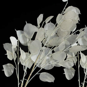 TomorrowSeeds Silver-dollar seed pods, brightening gardens and dried displays with year-round interest.