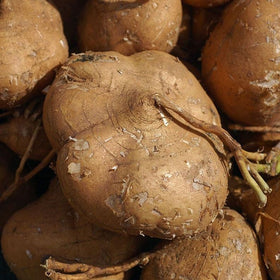 TomorrowSeeds True Jicama seeds pack front showing warm-season crop potential.