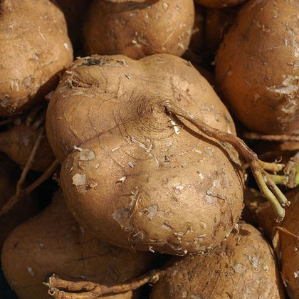 TomorrowSeeds True Jicama seeds pack front showing warm-season crop potential.