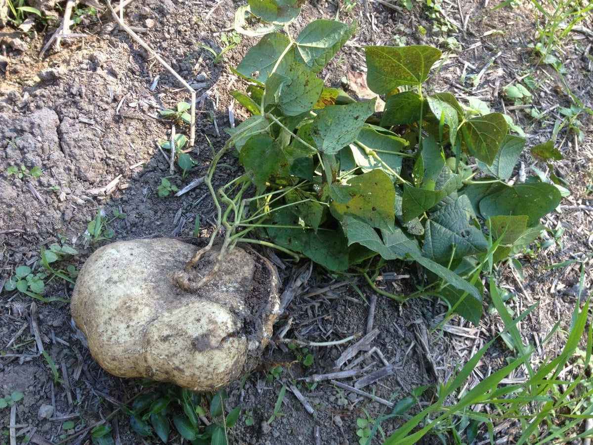 TomorrowSeeds True Jicama seedlings on a trellis, strong vine growth.