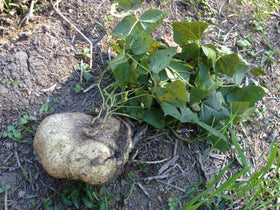 TomorrowSeeds True Jicama seedlings on a trellis, strong vine growth.
