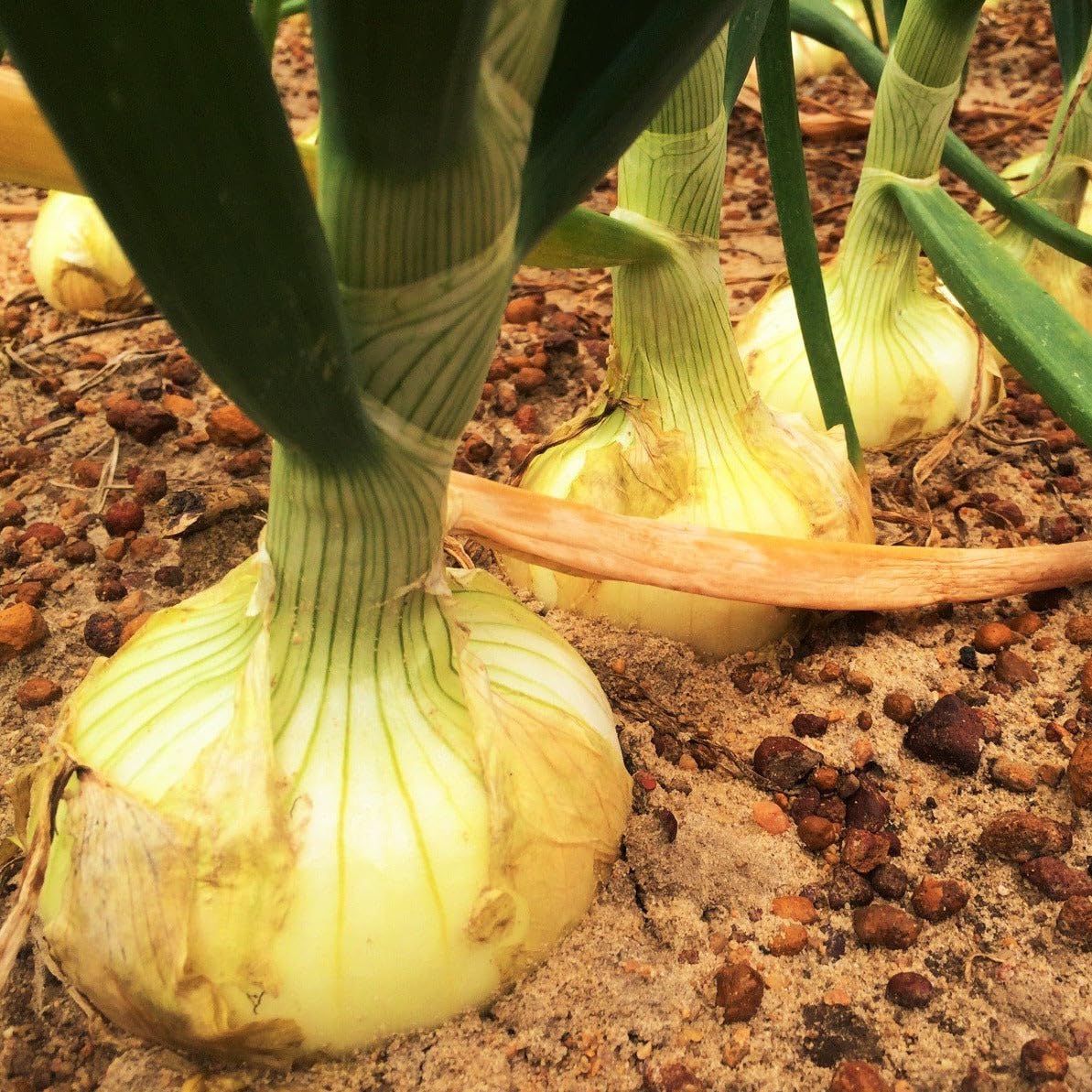 TomorrowSeeds Vidalia onion seeds packet showing premium sweet variety for home gardens.
