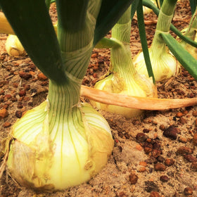 TomorrowSeeds Vidalia onion seeds packet showing premium sweet variety for home gardens.
