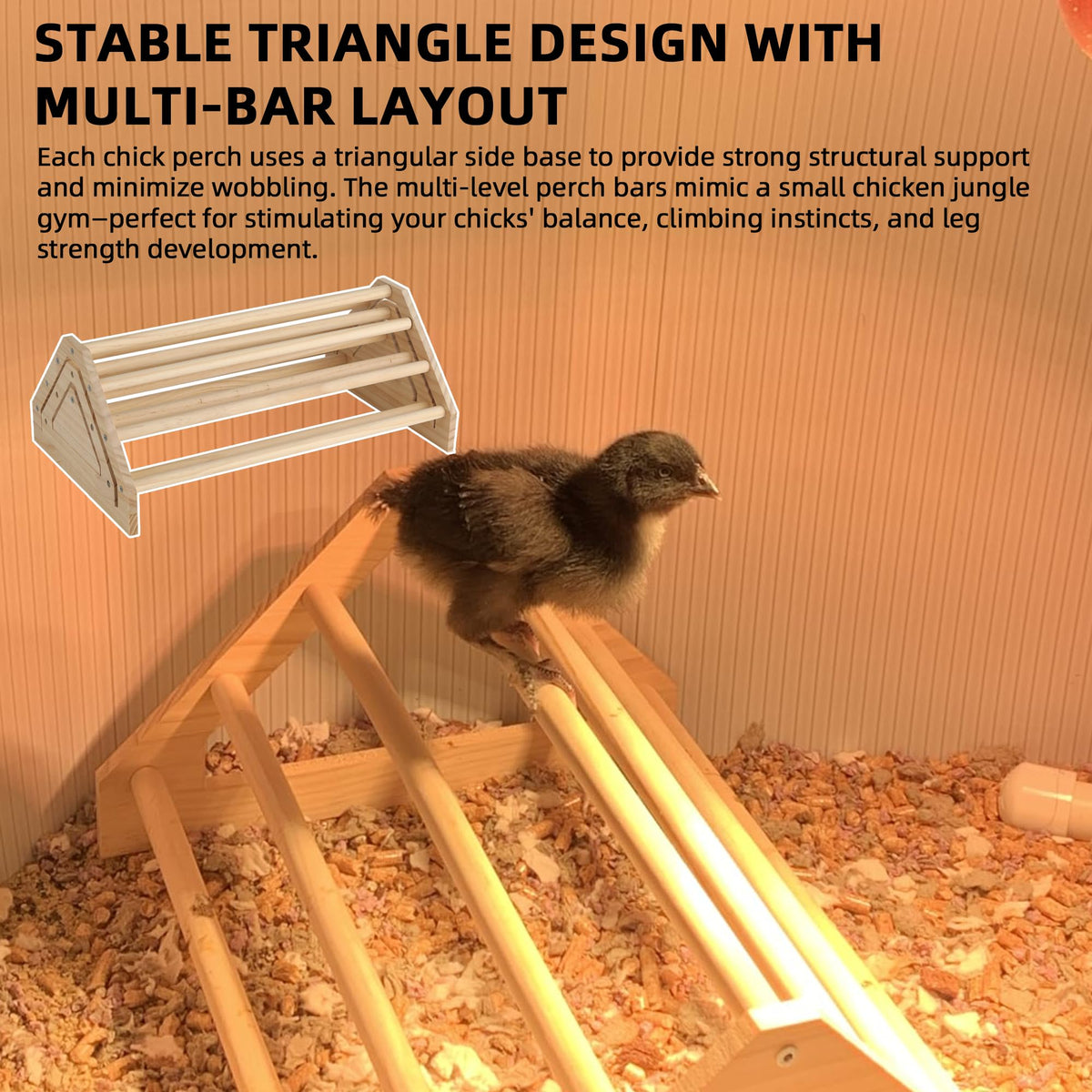 TonGass chick perch assembly-free design speeds setup in minutes