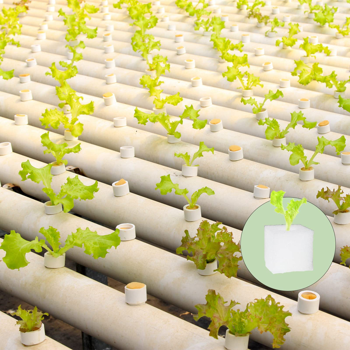 Tongnian sponge blocks organized in a compact greenhouse planting area
