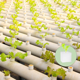 Tongnian sponge blocks organized in a compact greenhouse planting area