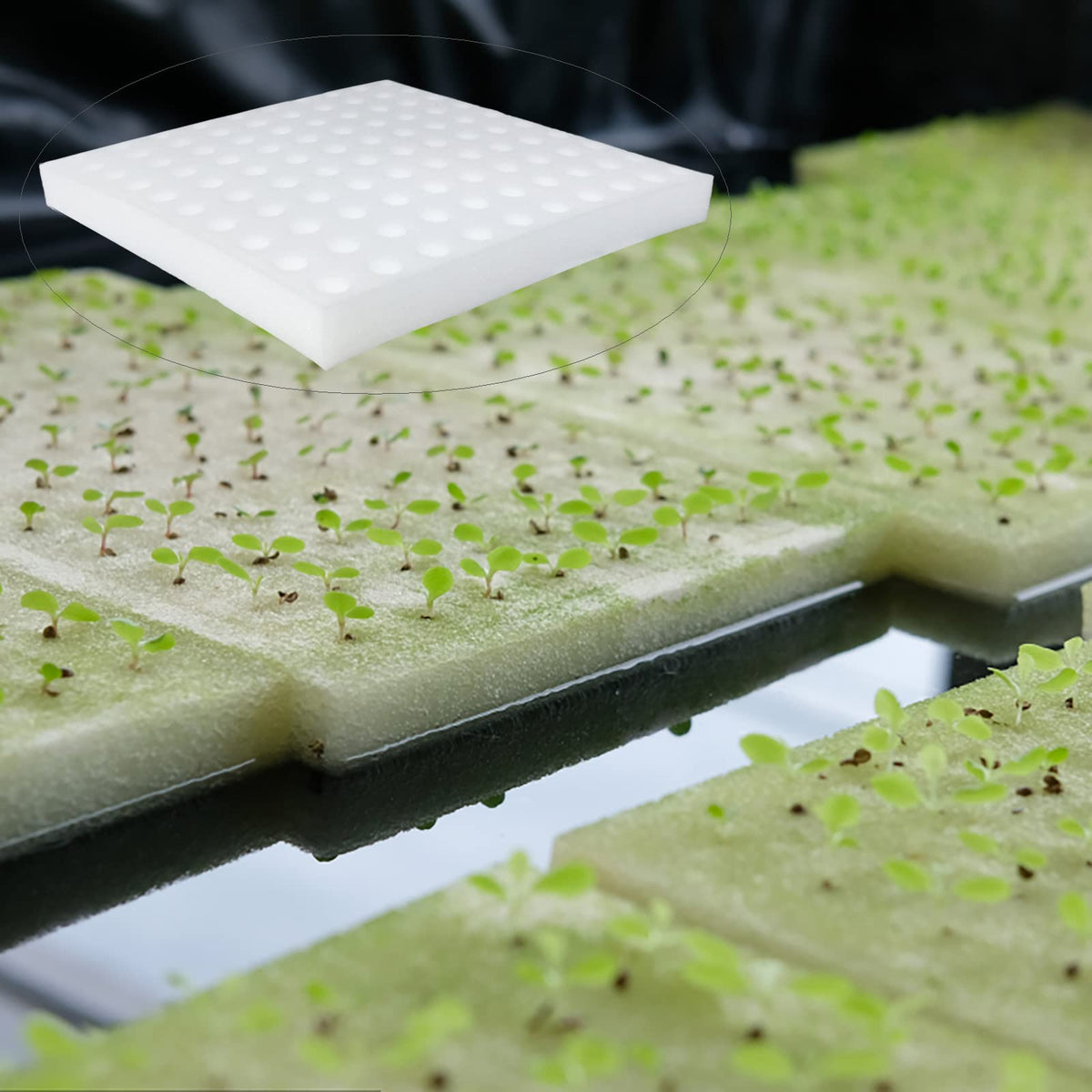 Tongnian small-bud growth sponge in home garden setup
