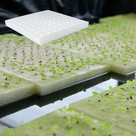 Tongnian small-bud growth sponge in home garden setup
