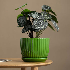 Ton Sin 5-inch green ceramic pot showcases stylish indoor planter for succulents.
