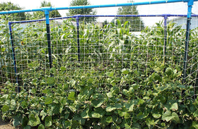 Toolazy outdoor trellis netting ideal for greenhouses and raised beds.