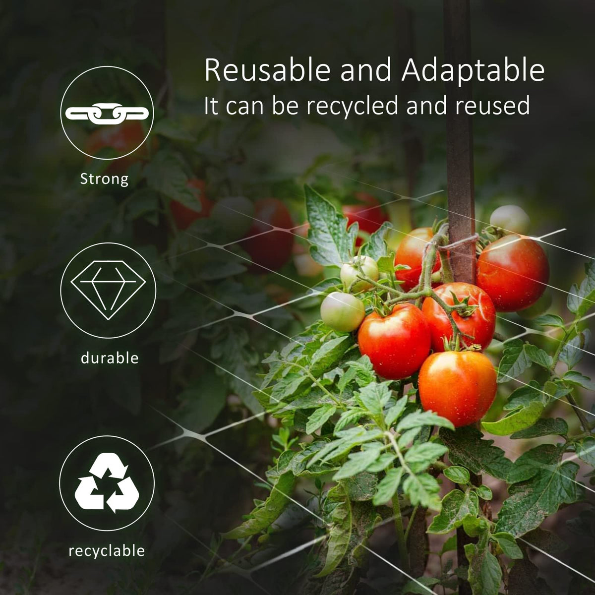Toolazy Trellis Netting supports tomatoes and peas for tidy growth.