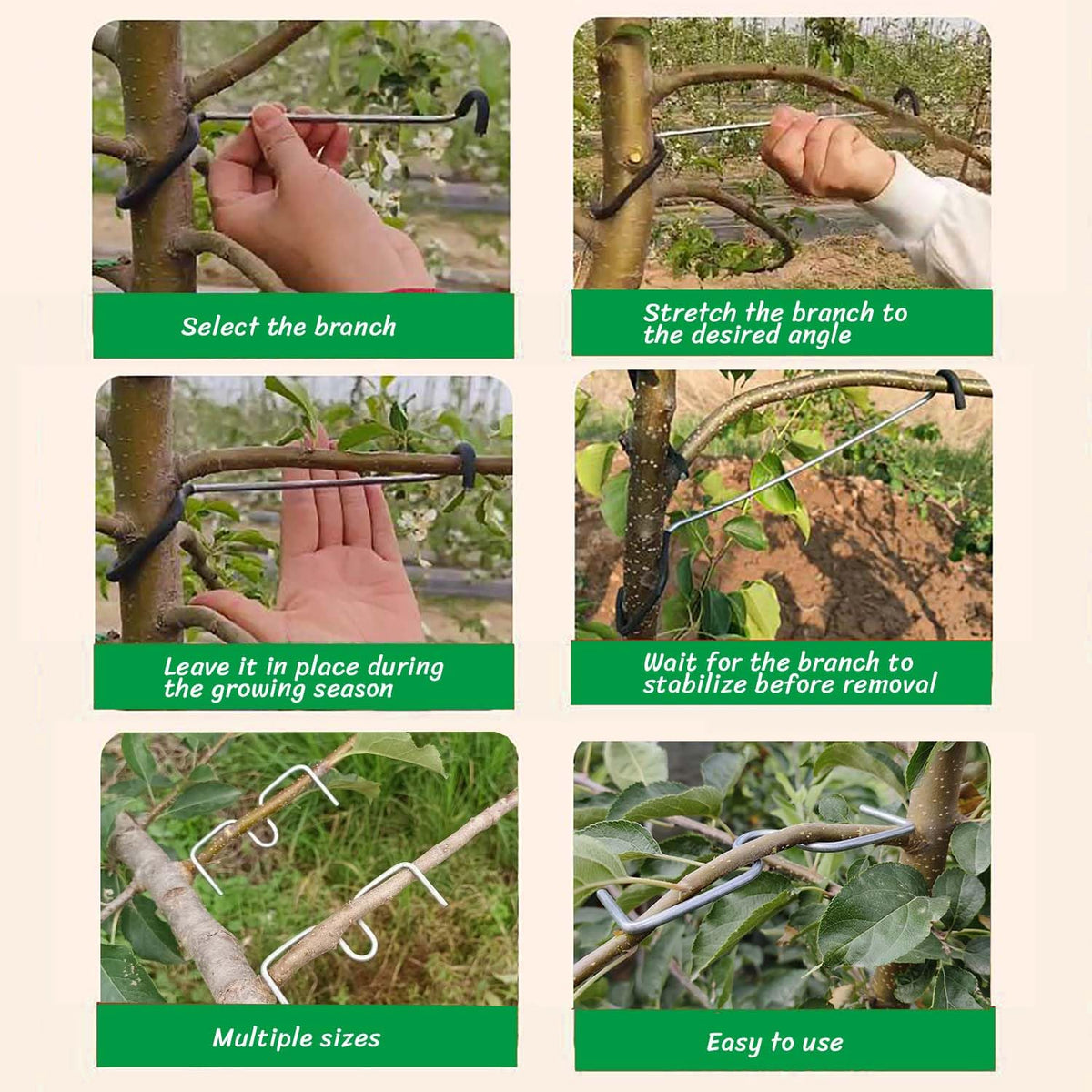 Toosunny apple tree pruning angle training in a home setting