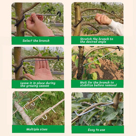 Toosunny apple tree pruning angle training in a home setting