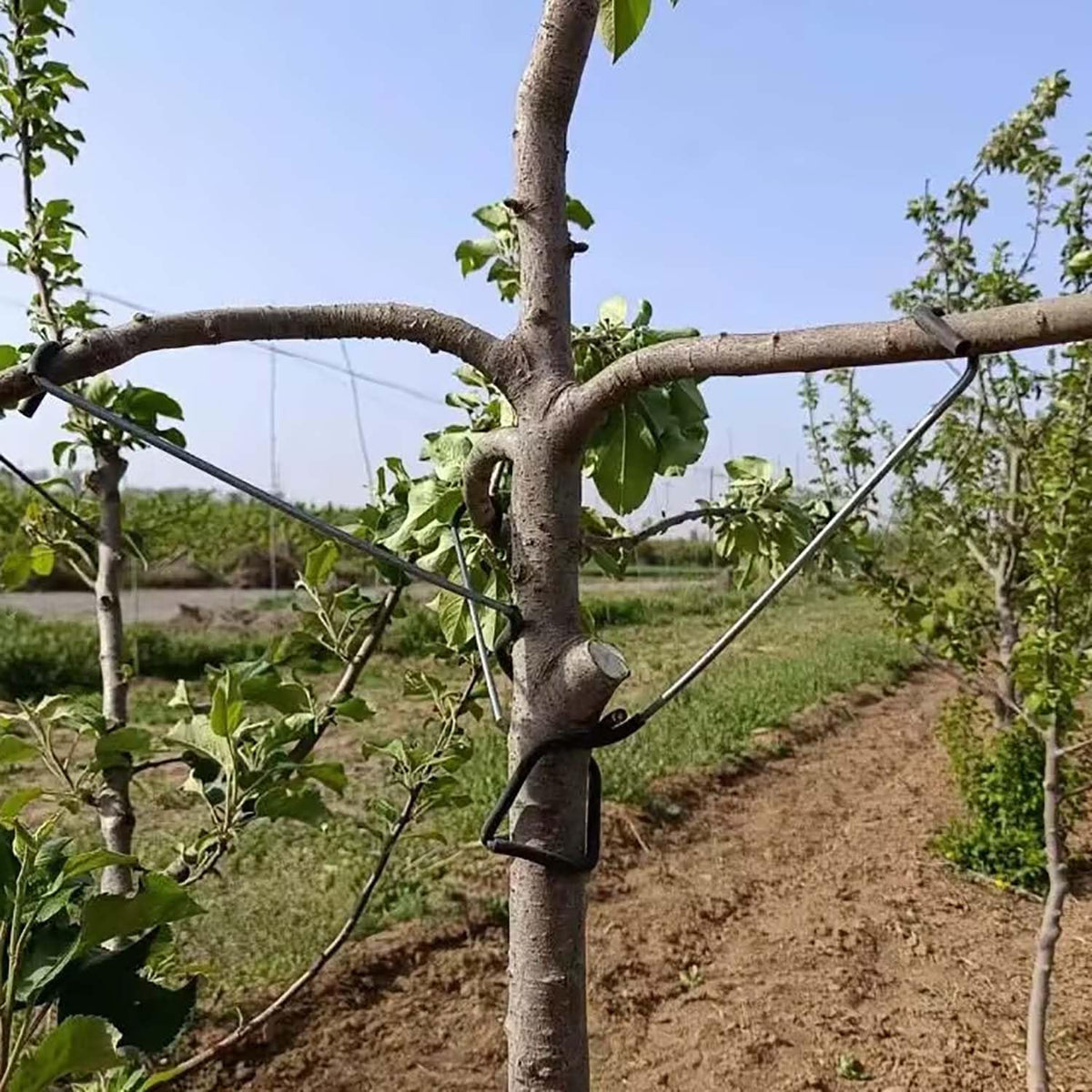 Toosunny complete branch training kit for orchard and garden use