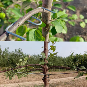 Toosunny M-shaped branch puller 5.1 in guiding branch growth
