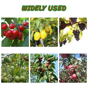 Toosunny pruning tools in action on fruit trees in spring