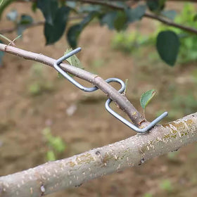 Toosunny hose-wrapped limb spreader 10 in shaping branches without damage