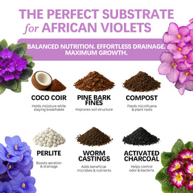 Top Tier Genetics African Violet plant with vibrant blooms benefiting from balanced moisture.