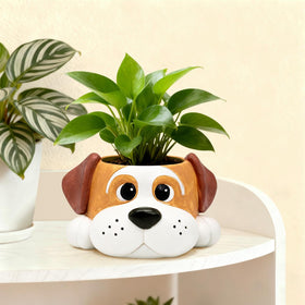 Toparad dog pot fits small spaces like shelves.