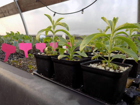 TopoGrow 24-pack of black nursery pots for large planting projects.