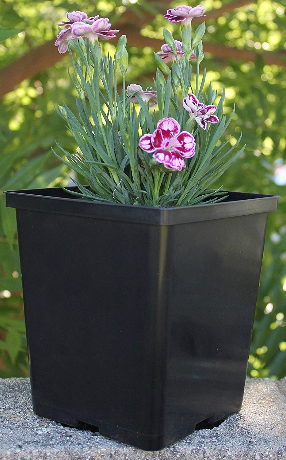 TopoGrow reusable seedling propagation starter pots simplify transplanting.