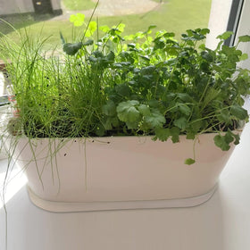 Torfican window box set ideal for succulents and herbs.