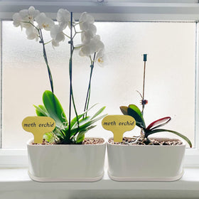 Torfican odorless planter material safe for indoor use.